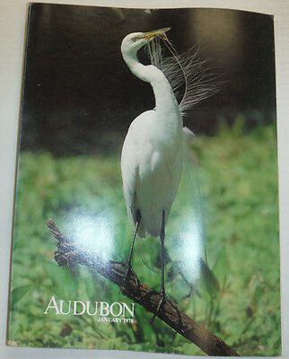 Audubon Magazine Snail Hawks Of Okeechobee January 1978 012815R