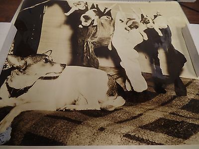 1940s Dispatch Photo News Record Litter Kay, Fox Terrier Gives Birth 012716ame3