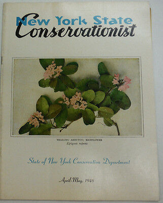 New York State Conservationist Magazine Trailing Arbutus April/May 1948 051815R