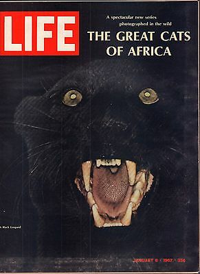 Life Magazine January 6 1967 Birthday Black Leopard VG 050316DBE